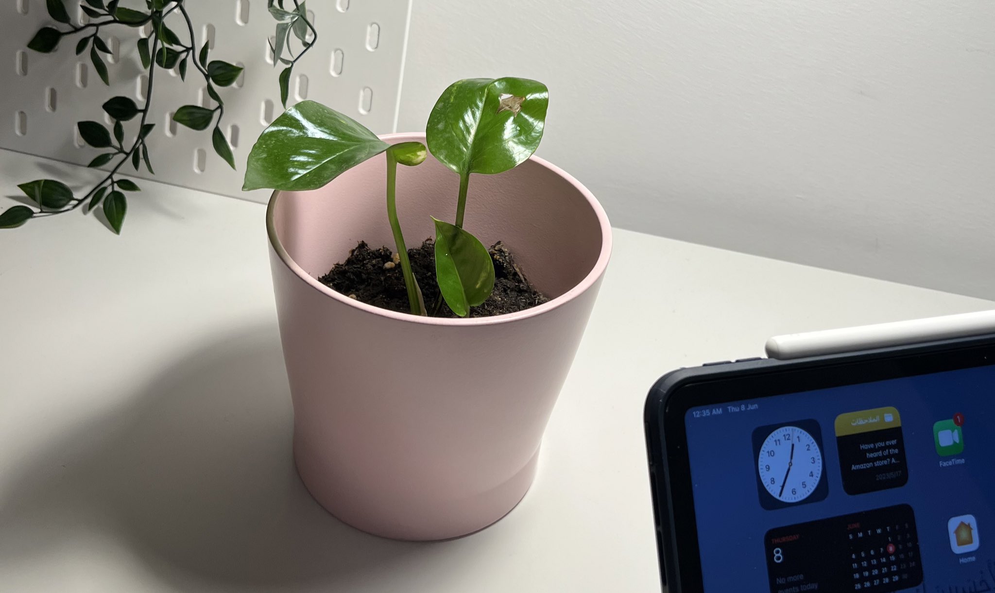 Two leaves at the beginning