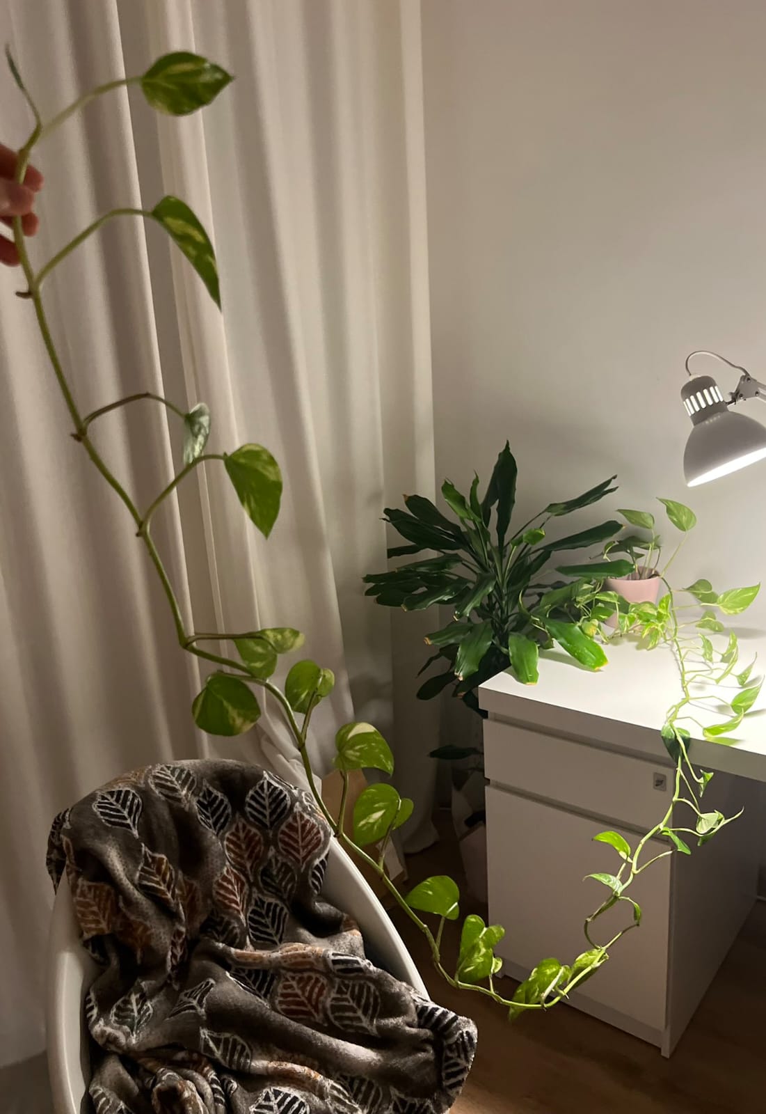 Very long vine reaching the floor
