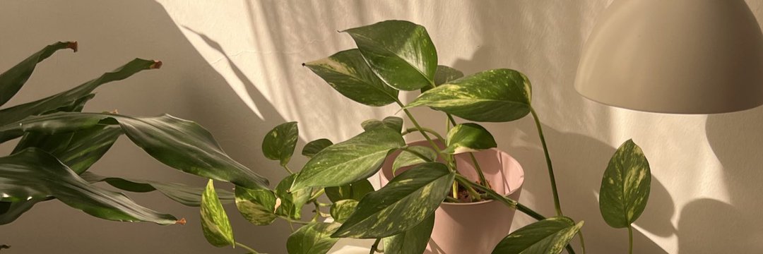 Peak growth covering walls