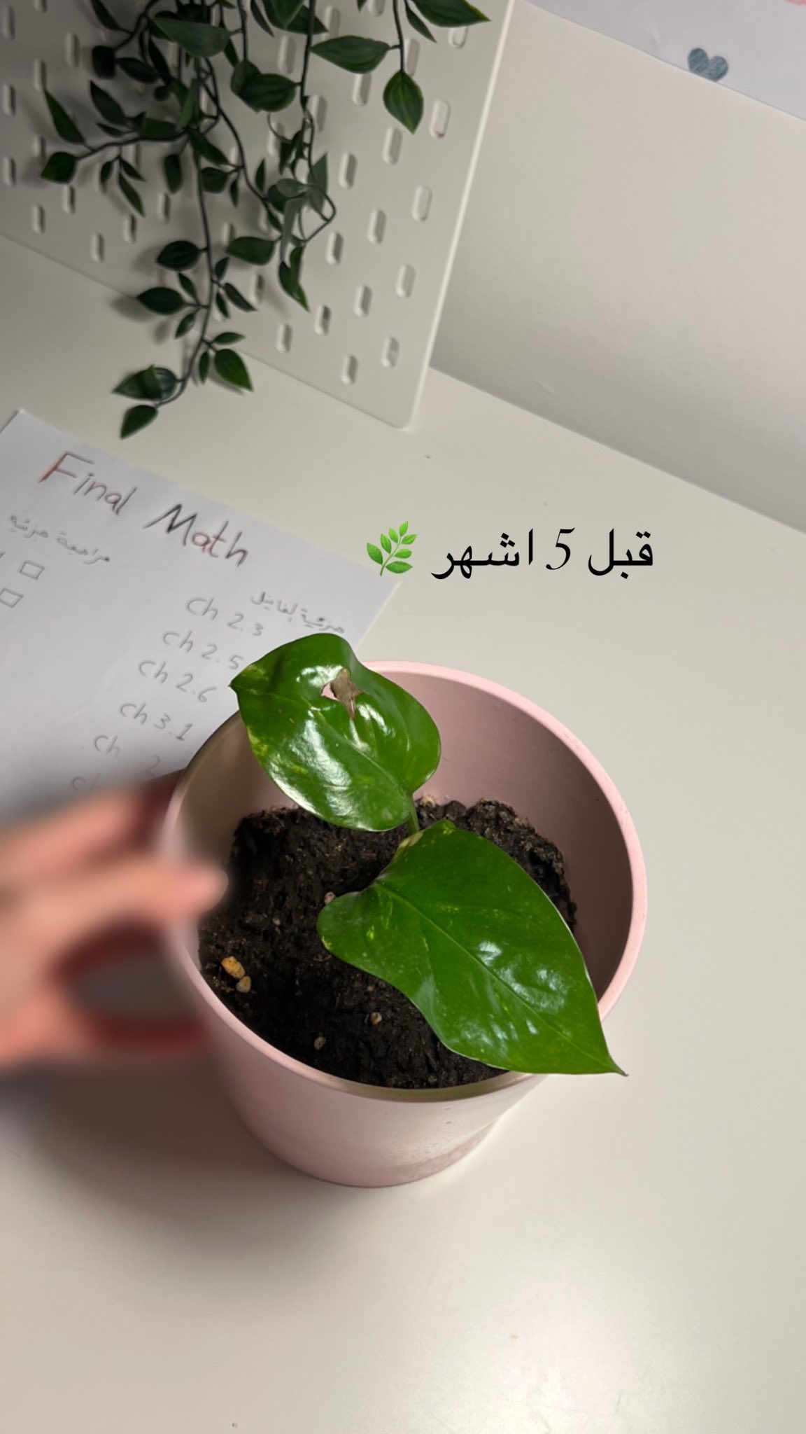Small pothos with fresh leaves