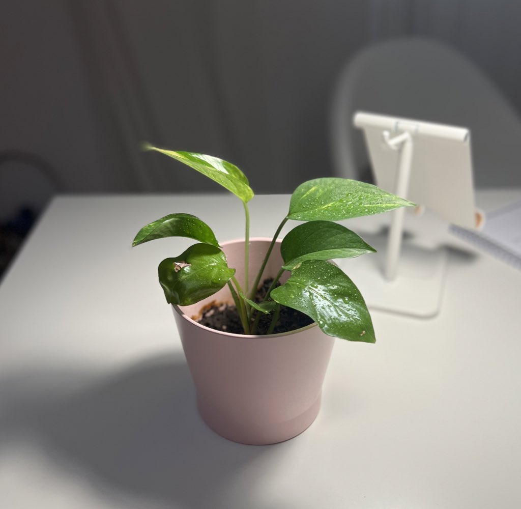 Quiet growth on desk
