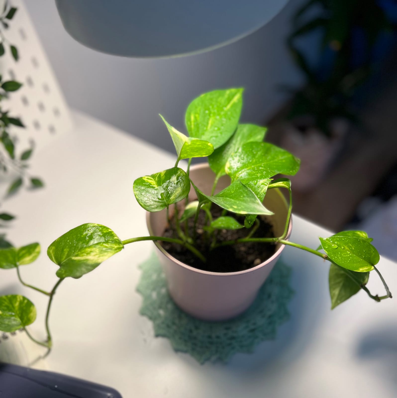 Young pothos leaves spreading
