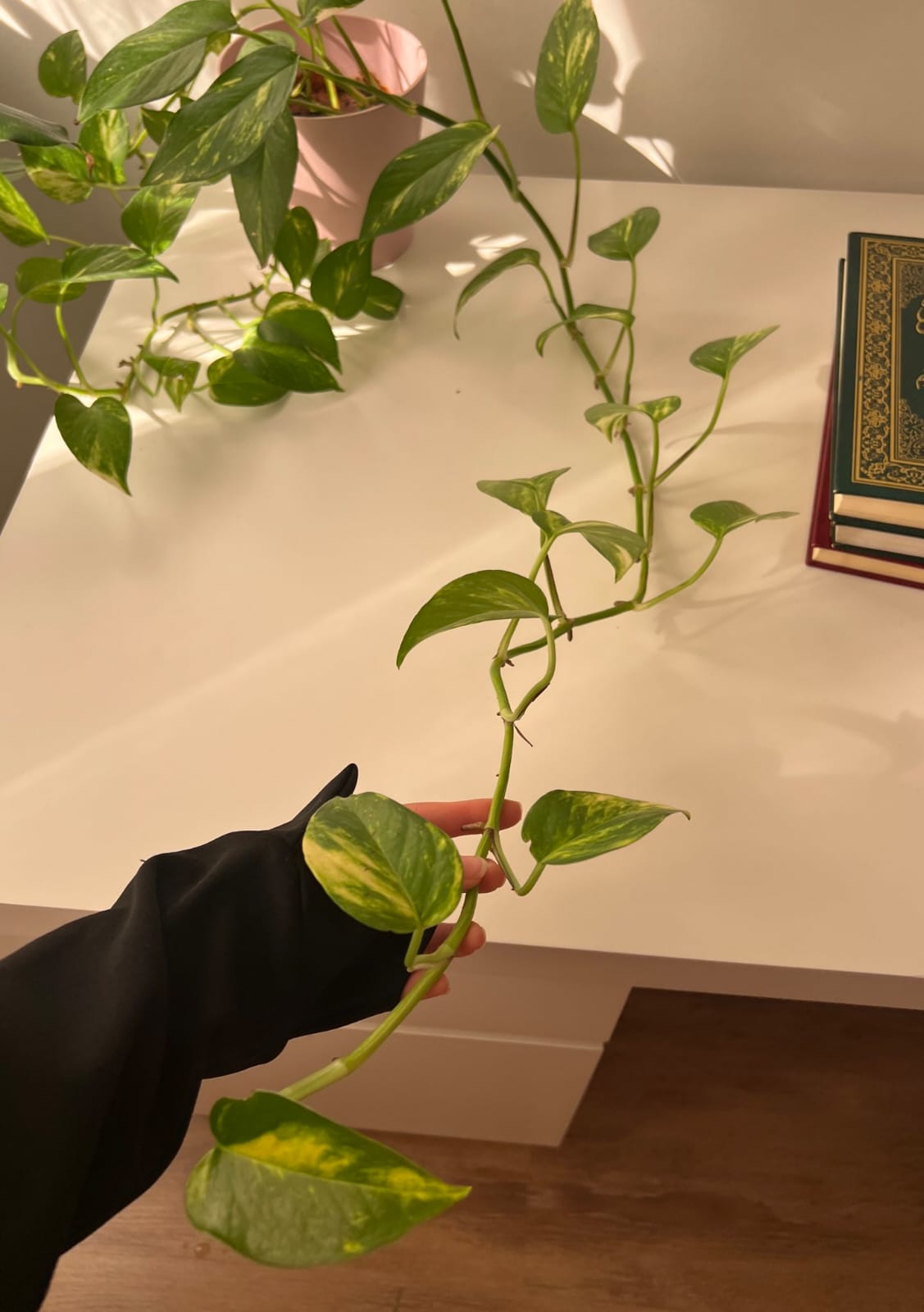 Pothos starting to trail