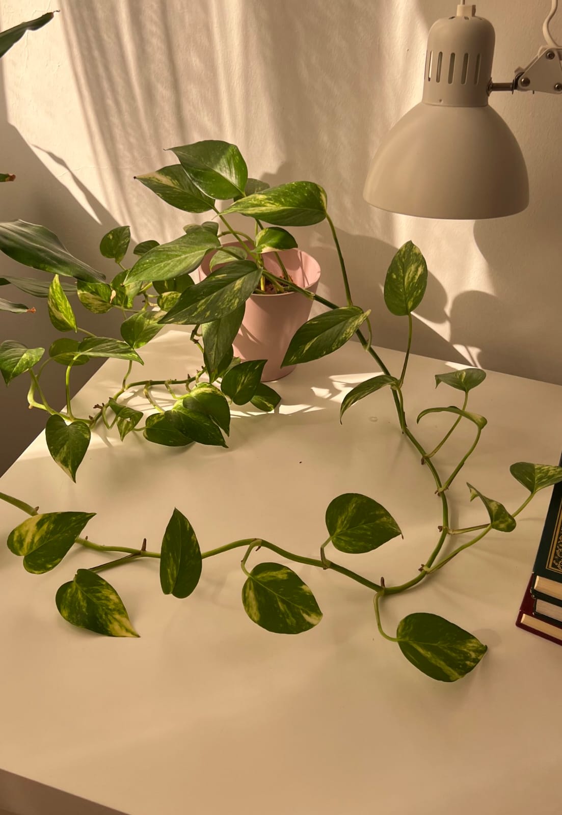 Green study corner with pothos