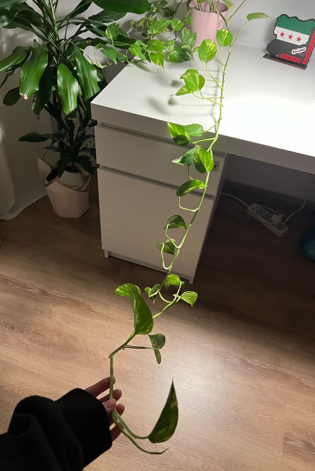 Elegant trailing vine